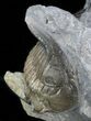 Sweet Hollardops & Austerops Trilobite Association #40139-1